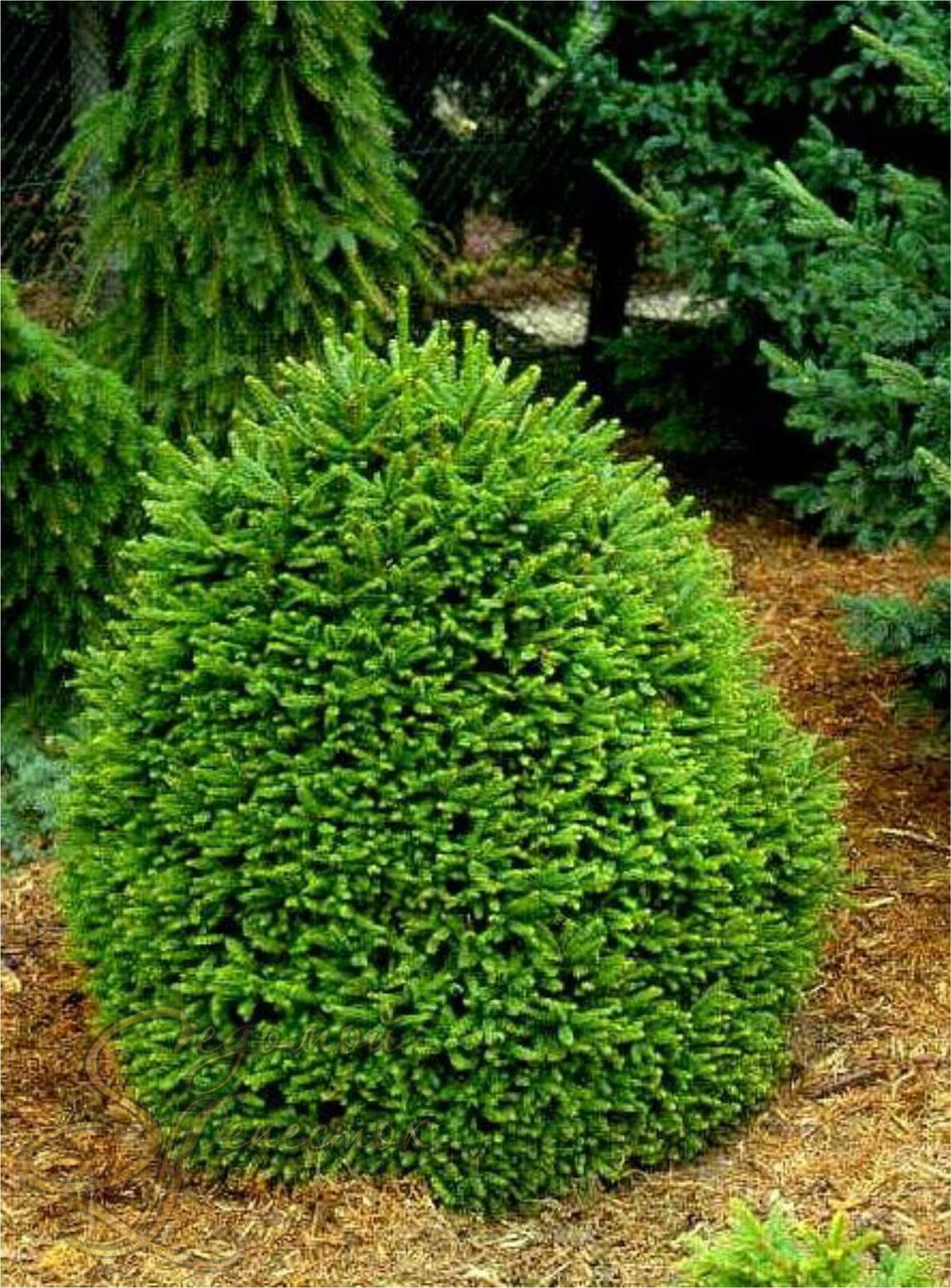 Ель обыкновенная (Picea abies) «Ohlendorffii»